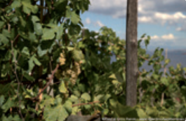 Giardino Mediterraneo 